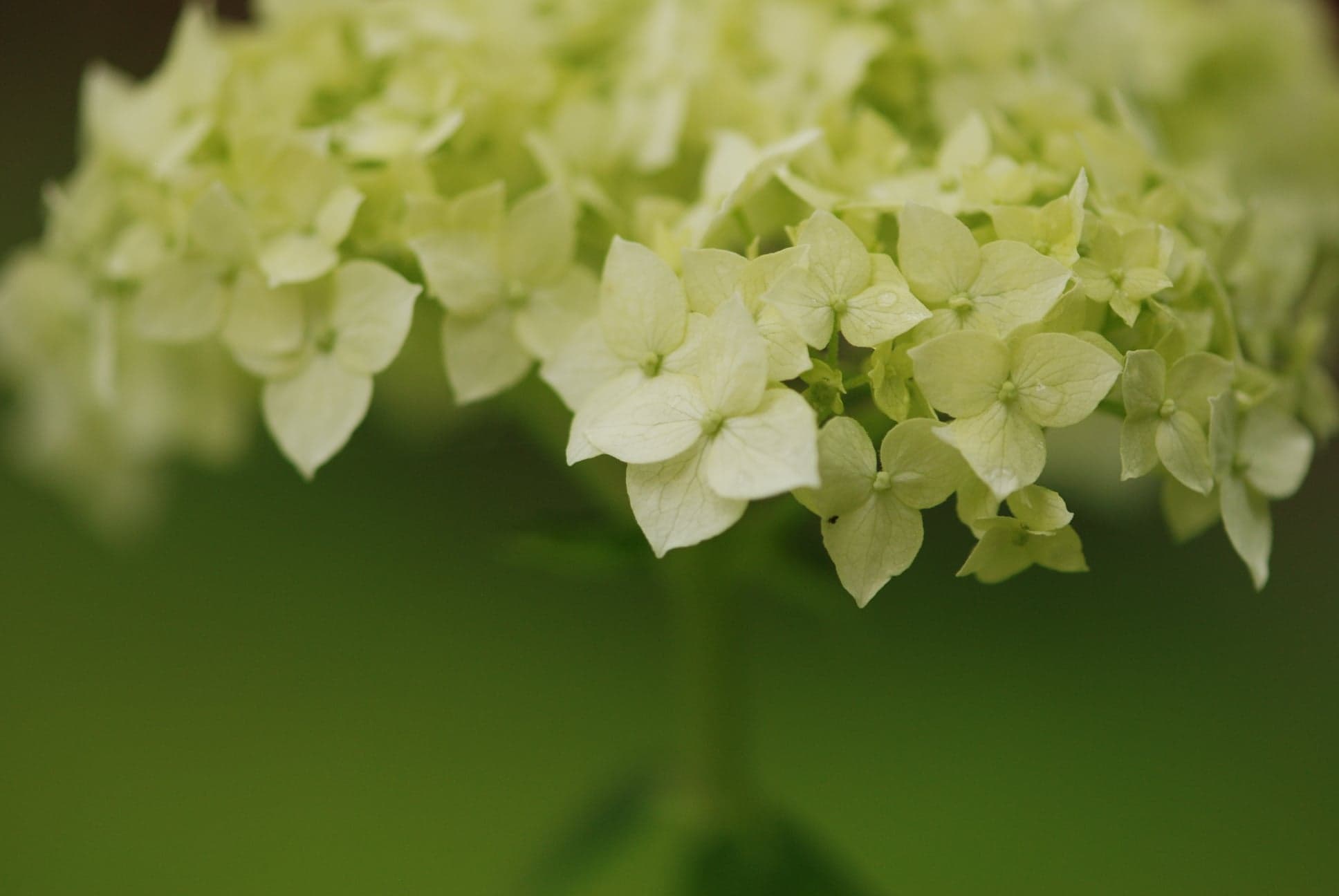 Flowers and Angels