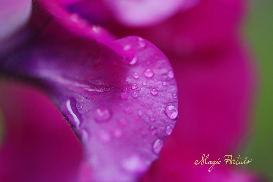 Love's Hidden Syllables